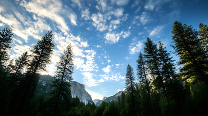 Poster - Majestic Forest View with Tall Pine Trees and Expansive Blue Sky : Generative AI