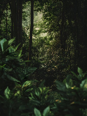 Poster - Lush Green Forest with Dense Foliage and Sunlit Canopy : Generative AI