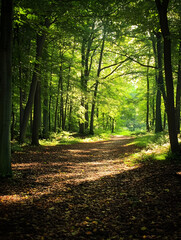 Aufkleber - Sunlit forest path with trees and leaves creating a vibrant natural woodland escape : Generative AI