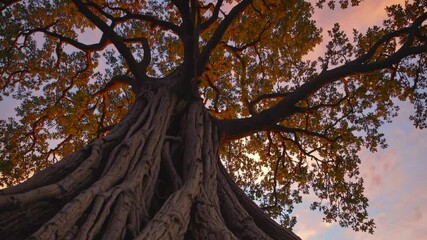 Poster - Majestic Tree at Sunset
