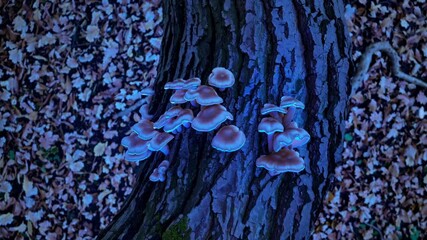 Poster - Mystical Mushrooms Glow