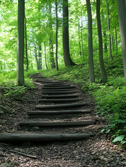 Poster - Sunlit Forest Path Winding Through Lush Green Trees and Tranquil Woods : Generative AI
