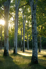Aufkleber - Serene Forest with Sunlight Filtering Through Tall Tree Trunks in a Lush Green Woodland Setting : Generative AI