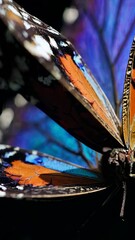 Poster - Butterfly Wing Symphony
