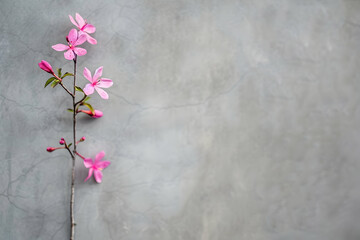 Poster - Delicate pink flowers against a textured gray wall, symbolizing beauty and resilience