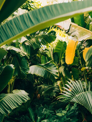 Poster - Lush Tropical Foliage with Vibrant Green Leaves in a Dense Jungle Environment for Exotic Adventures : Generative AI