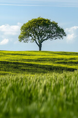 Poster - Solitary Tree Standing in Sunlit Meadow under Blue Sky serene landscape : Generative AI