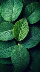 Wall Mural - Lush Green Leaves Texture Background Featuring Intricate Veins and Botanical Details in a Close Up Top View Botanical Still Life