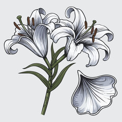 Naklejka na meble Elegant Lily Illustration: A meticulously crafted illustration showcases the delicate beauty of white lilies, their petals unfurling in graceful detail, embodying purity and sophistication. 