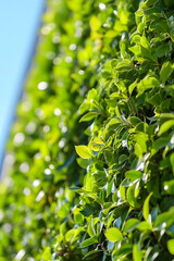 Aufkleber - Closeup of vibrant green leaves on garden hedge with sunlight : Generative AI