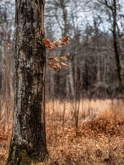Aufkleber - Serene Forest Scene with Lonely Tree Featuring Autumn Leaves and Textured Bark in Natural Wilderness Setting : Generative AI