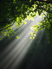 Aufkleber - Sunlight Filtering Through Lush Green Trees in a Tranquil Forest Setting : Generative AI