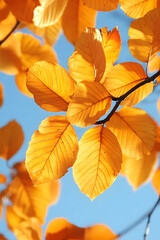 Poster - Golden Autumn Leaves Against Clear Blue Sky in Bright Sunlight : Generative AI