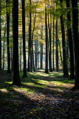 Aufkleber - Tranquil Forest Pathway with Sunlight Filtering through Tall Trees in Autumn Setting : Generative AI