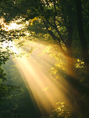 Poster - Sunlight Streaming Through Lush Green Forest with Warm Radiant Beams Illuminating Nature : Generative AI