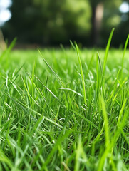 Poster - Closeup of Lush Green Grass Blades with Sunlight in Springtime : Generative AI