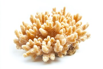 Aufkleber - A detailed view of coral on a white background, ideal for decorative or scientific use