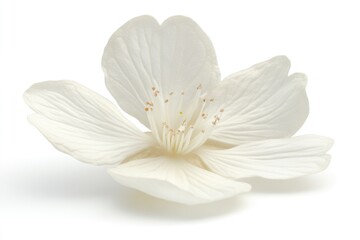 Poster - A detailed view of a single flower on a plain white surface