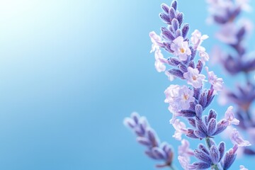 Poster - Close-up shot of a tight cluster of vibrant purple flowers