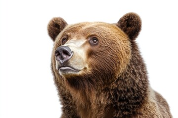 Poster - Close-up view of a brown bear's face, with fur and facial features in focus