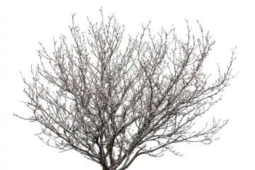 Sticker - A snowy tree stands tall without its leaves, against a winter backdrop