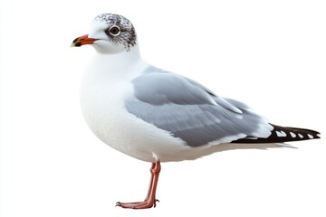 Poster - A seagull perches on a smooth, white surface