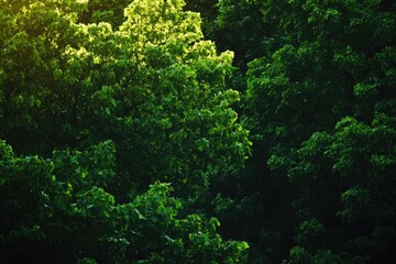 Wall Mural - A person rides a horse through a dense and vibrant green forest, with trees and foliage surrounding them
