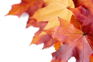 Sticker - Autumn foliage, close-up of red and yellow leaves