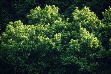 Poster - A cluster of trees stands tall in the midst of a dense forest