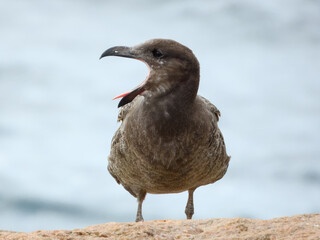 Wall Mural - Juvenile Pacific Gull (Larus pacificus) in Australia