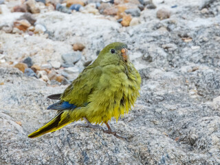 Wall Mural - Rock Parrot (Neophema petrophila) in Australia