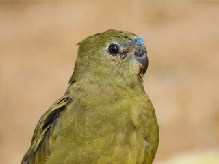 Wall Mural - Rock Parrot (Neophema petrophila) in Australia