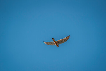 Wall Mural - beautiful falcon bird of prey mid air