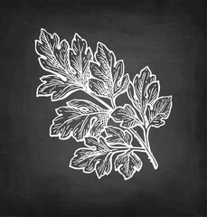 Canvas Print - chervil herb chalk sketch