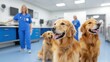 © banthita166 - Golden Retrievers at a Veterinary Clinic