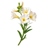 Elegant freesia flowers with fragrant beauty , Flower, isolated on transparent background