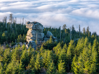 Wall Mural - view over natural spruce forest with rock tower and a sea of fog, bavarian forest, germany