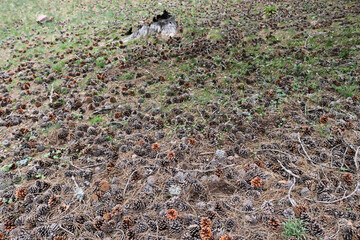 Poster - pine cones falling on the ground in the forest