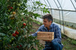 © Budimir Jevtic - Man harvesting tomatoes in greenhouse during afternoon