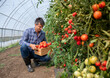 © Budimir Jevtic - Farmer harvesting tomatoes in greenhouse during afternoon