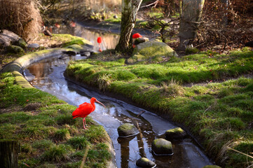 Red ibis in the Copenhagen zoo Kobenhavn 2025