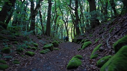 Aufkleber - Exploring a tranquil forest pathway with lush greenery and moss-covered rocks during daylight