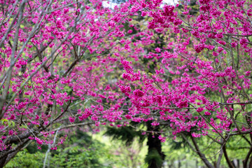 Wall Mural - Sakura cherry blossom flower blooming during the spring season