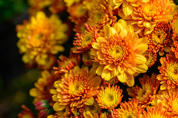 Wall Mural - Fresh bright chrysanthemums. Background for a beautiful greeting card. Autumn flowers in the garden. Flowering yellow chrysanthemums