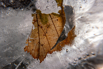 Poster - Close up macro shot of a frozen leaf in an ice block - for computer graphics, texturing, compositing or as a background