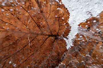 Poster - Close up macro shot of a frozen leaf in an ice block - for computer graphics, texturing, compositing or as a background