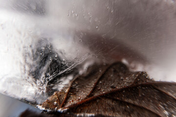 Poster - Close up macro shot of a frozen leaf in an ice block - for computer graphics, texturing, compositing or as a background