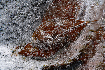 Poster - Close up macro shot of a frozen leaf in an ice block - for computer graphics, texturing, compositing or as a background