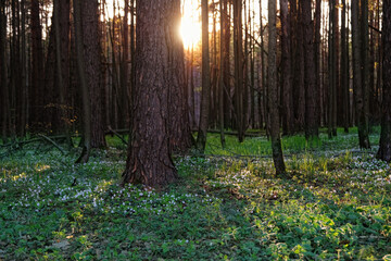 Wall Mural - trunk trees with bright green plants in sunny spring forest, abstract natural background. Beautiful atmosphere harmony landscape. Ecology, organic, save earth concept