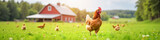 LinkedIn background with a free-range chicken walking on a lush green farm with a barn in the background, symbolizing ethical and sustainable egg production